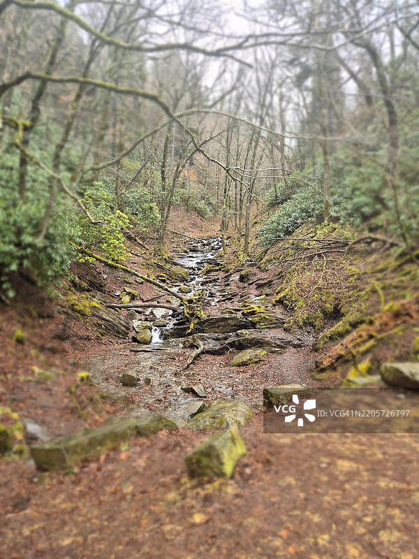 美国北卡罗来纳州的森林中的树木图片素材