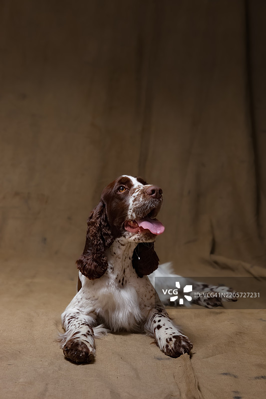 英式春田犬图片素材