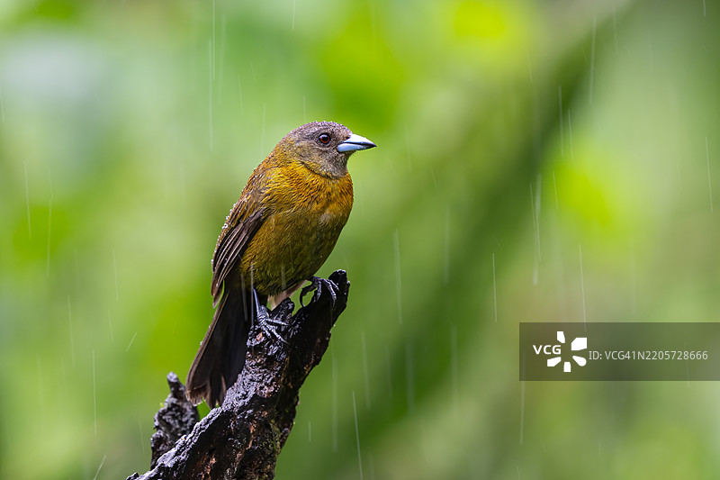 小鸟栖息在树枝上的特写镜头图片素材