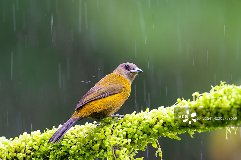 小鸟栖息在植物上的特写镜头图片素材