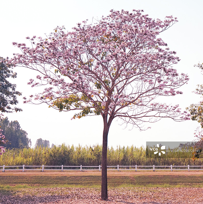 盛开着粉色花朵的樱花树，树枝上满是花朵，位于泰国那空帕农的美丽樱花树。图片素材