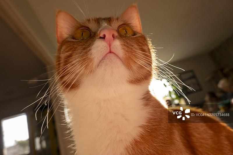 猫抬头看着图片素材