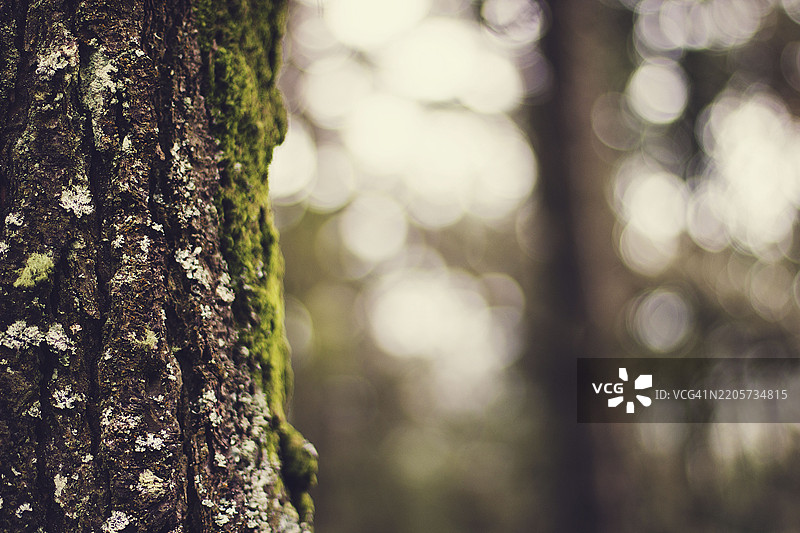 森林中树皮的特写，覆盖着苔藓和地衣图片素材