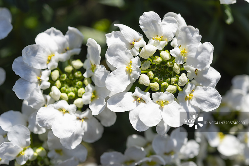 常青白花菜 '雪冲浪者强壮型'图片素材