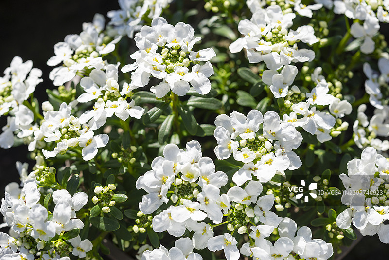 常青白花菜 '雪冲浪者强壮型'图片素材