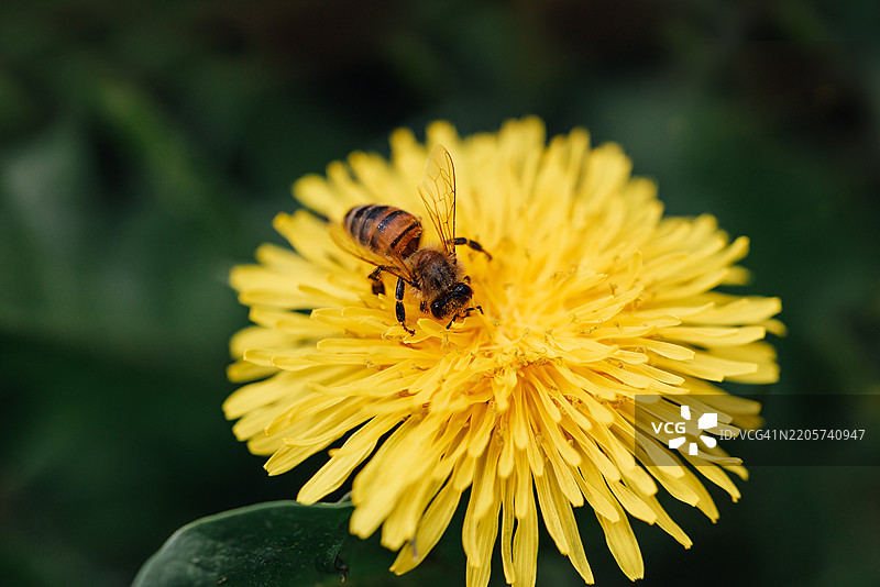 蜜蜂在明亮的蒲公英花上授粉的特写镜头图片素材