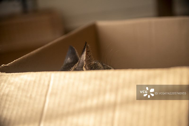 虎斑猫在纸箱里图片素材