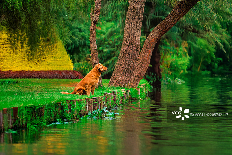 金毛猎犬侧身游泳在湖中图片素材