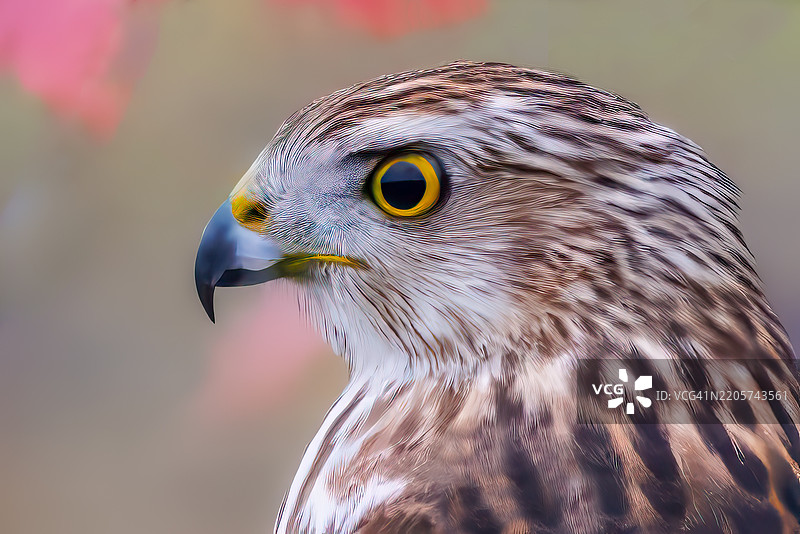 鹰的特写，沃伦县，爱荷华州，美国图片素材