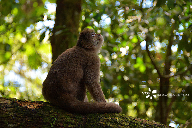厄瓜多尔亚马逊的猴子图片素材