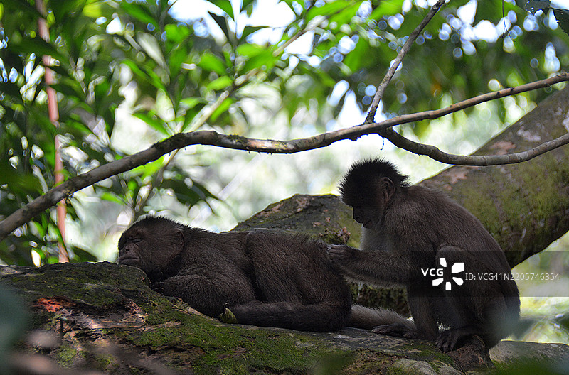 厄瓜多尔亚马逊的猴子图片素材