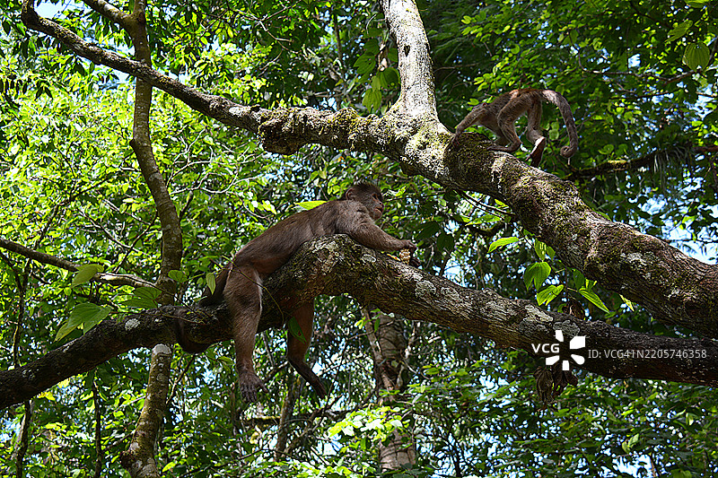 厄瓜多尔亚马逊的猴子图片素材