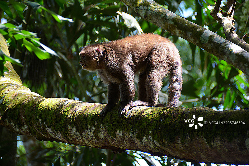厄瓜多尔亚马逊的猴子图片素材