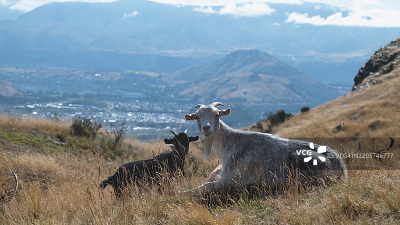 田野上站着的羊的肖像图片素材