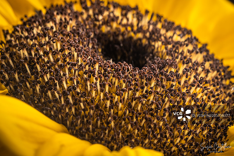 向日葵特写，基多，皮钦查，厄瓜多尔图片素材