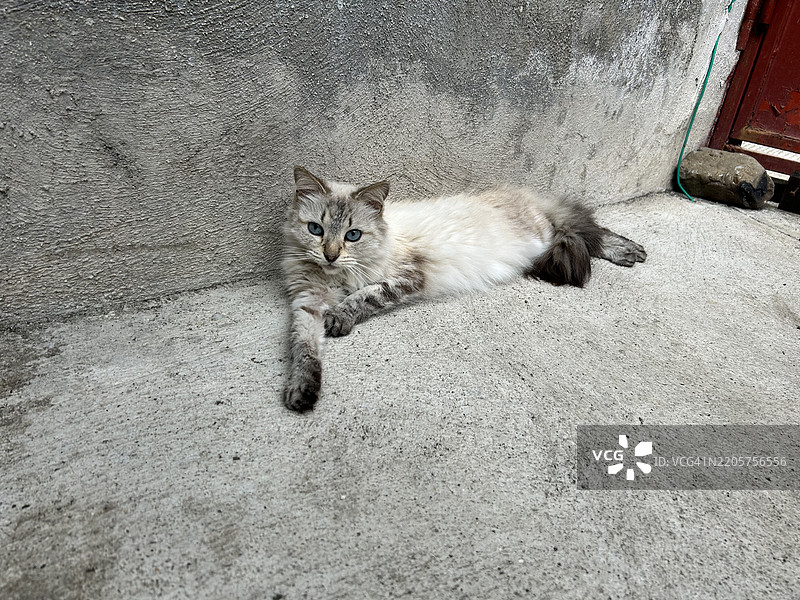 坐在人行道上的猫的肖像，巴贝雷纳，圣罗莎，危地马拉图片素材