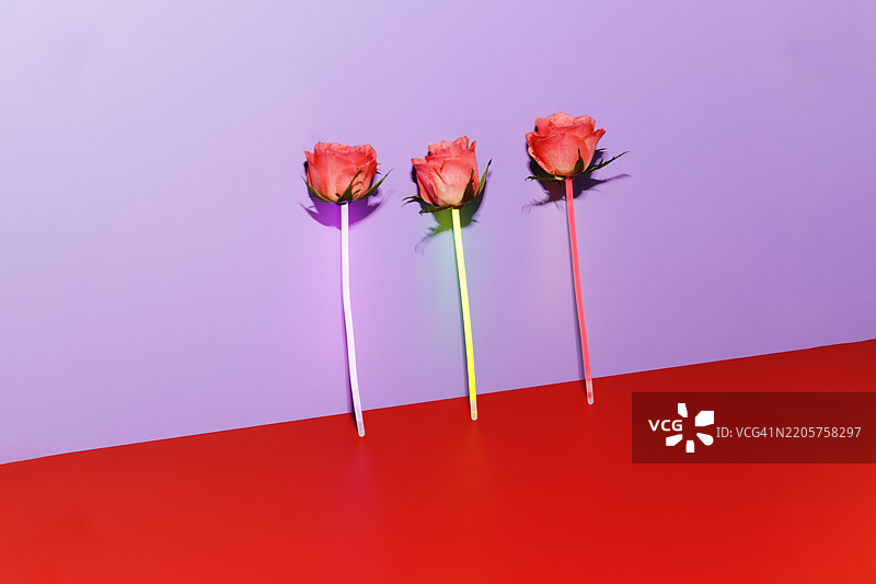 三朵粉色玫瑰在紫红色背景上排成一行。玫瑰的内部有可见的电线，将它们连接成一个人工系统。图片素材