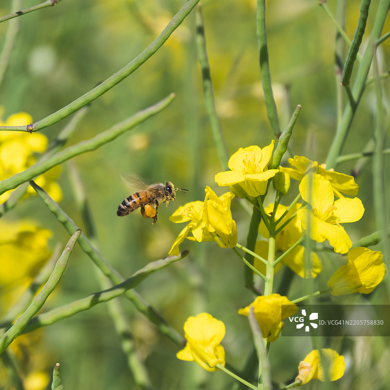 蜜蜂在黄色花朵上的特写镜头图片素材