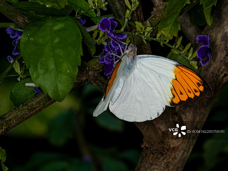 阿鲁巴奥兰杰斯塔德的花朵上的蝴蝶特写图片素材