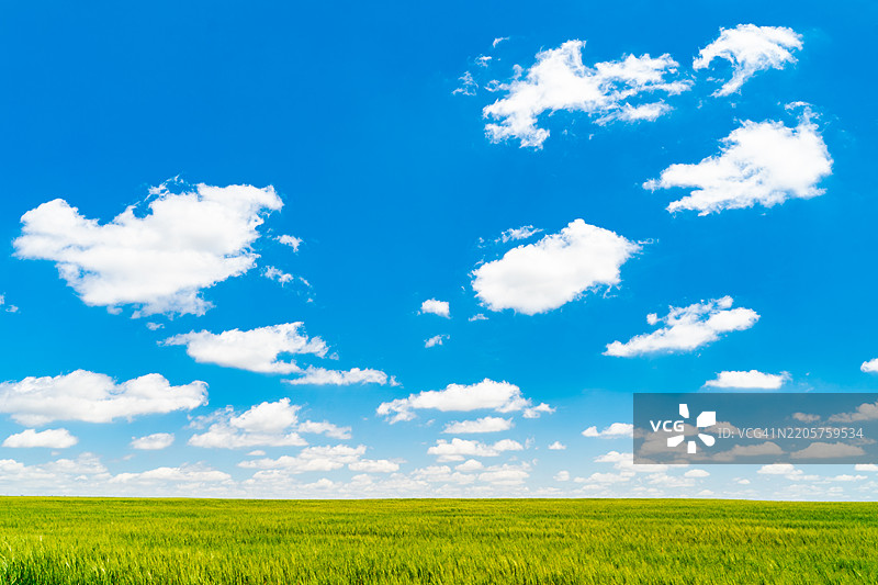 油菜花田的美丽景色与天空相映，塞内卡，堪萨斯州，美国图片素材