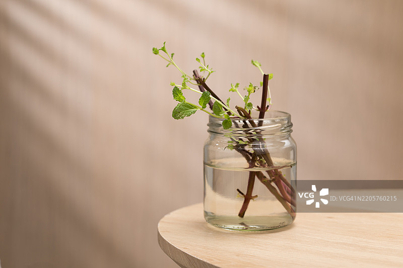 薄荷插枝在水中繁殖图片素材