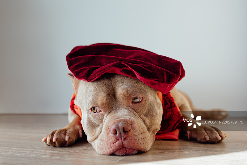 穿着红色贝雷帽和红色围巾的米色美国斗牛犬躺在公寓的地板上图片素材