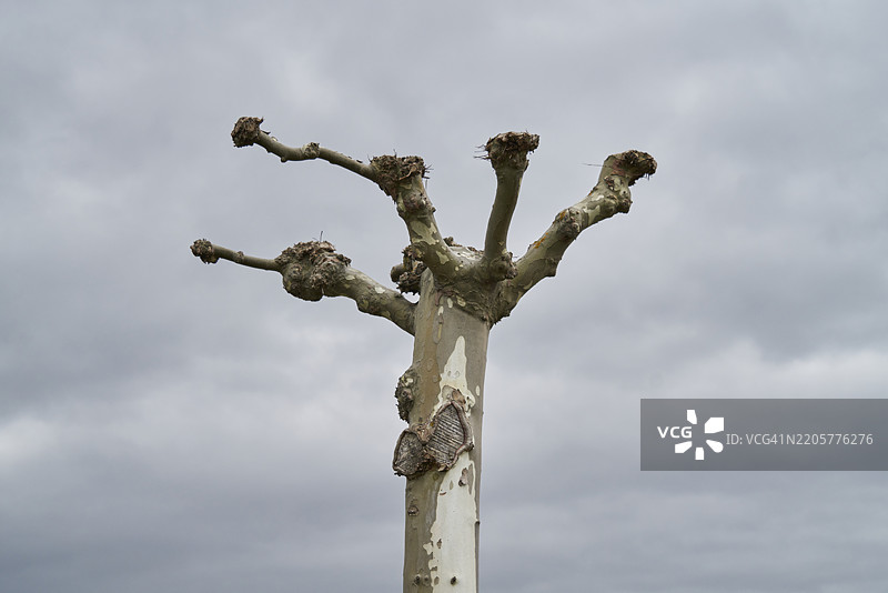 修剪过的榆树枝伸向多云的天空图片素材