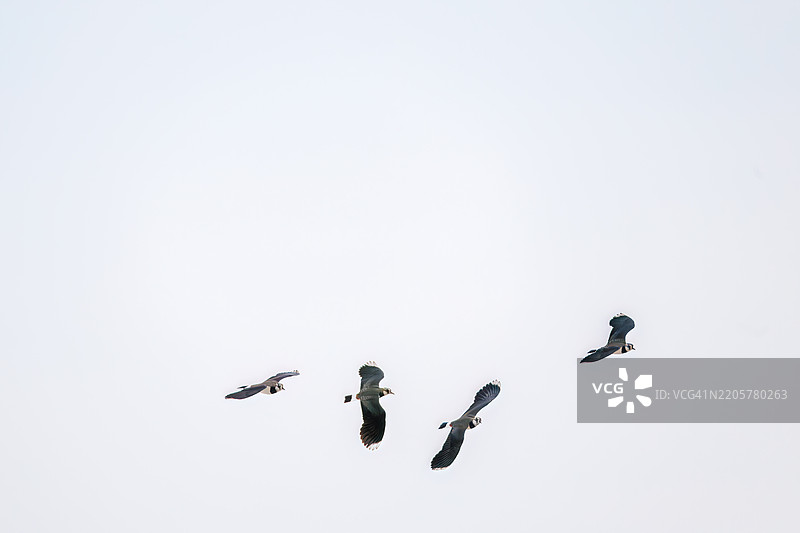北方燕鸥(Vanellus vanellus,属于鹤鹑科)在稻田中展翅飞翔,展现出美丽的结构色。地点:神奈川县平塚市冈崎稻田 - 2025年图片素材