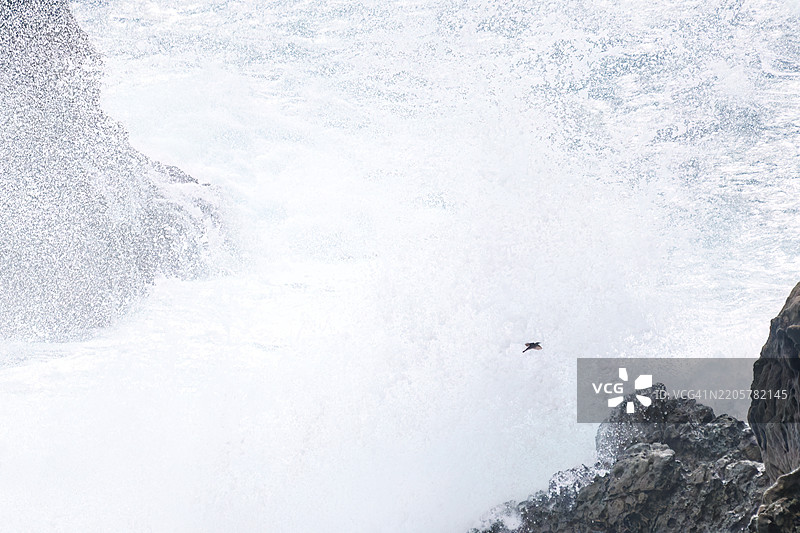 美丽的蓝岩鹨(Monticola solitarius,贝维克的知更鸟科)起飞。白色的海浪拍打着海岸。图片素材