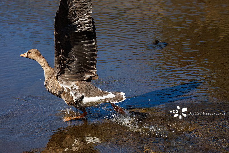 大型美丽的白额雁(Anser albifrons),一群鸭子拍打着翅膀飞翔。它们每隔几年才飞往八丈岛,非常珍贵。八丈岛,伊豆群岛,东京 - 2025年3月1日。图片素材