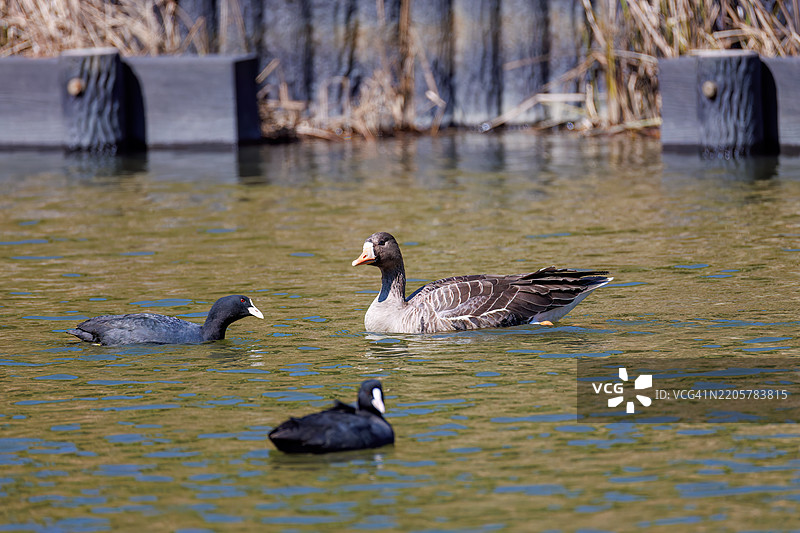 大型美丽的白额雁(Anser albifrons),一群鸭子拍打着翅膀飞翔。它们每隔几年才飞往八丈岛,非常珍贵。八丈岛,伊豆群岛,东京 - 2025年3月1日。图片素材