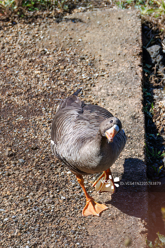 大型美丽的白额雁，学名Anser albifrons，属于鸭科，正在拍打翅膀飞翔。它们每隔几年才会飞往八丈岛，非常珍贵。八丈岛，伊豆群岛，东京 - 2025年3月1日。图片素材