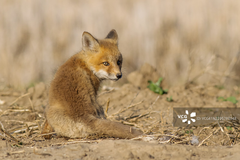 狐狸幼崽肖像图片素材