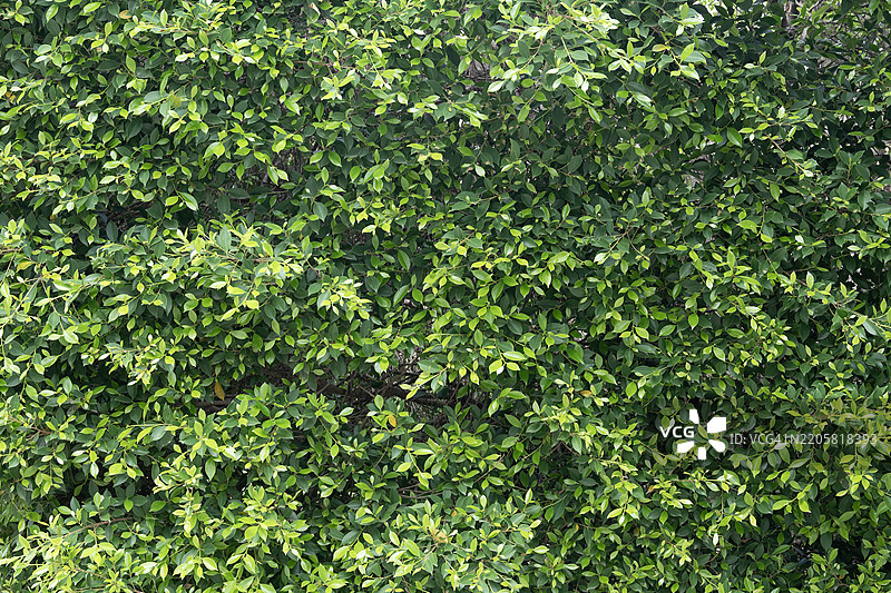 绿色叶子的真实无缝背景全景纹理图片素材