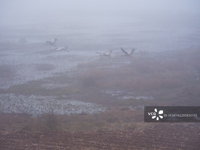雾中的黑颈鹤图片素材