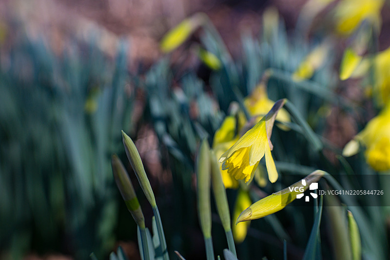 春天盛开的水仙花图片素材