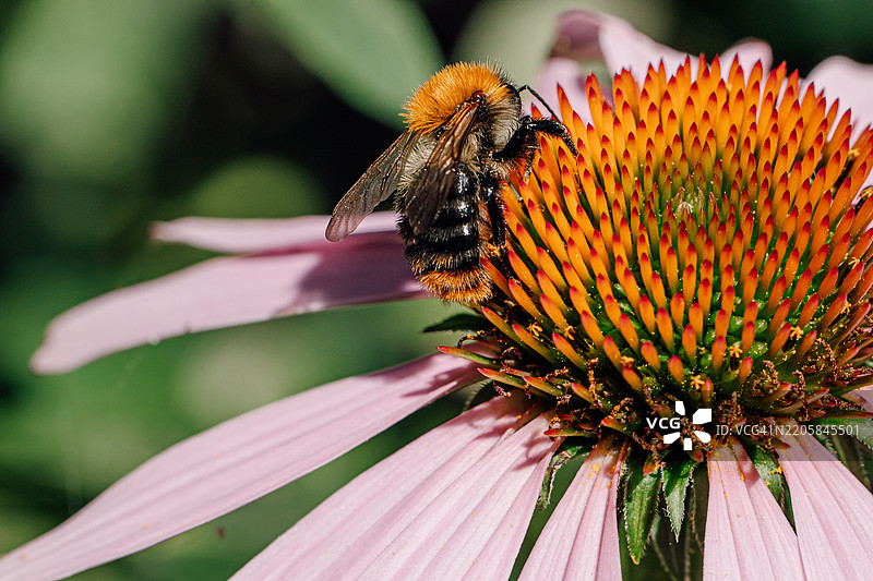 特写镜头：大黄蜂在生机勃勃的花园环境中为锥花授粉图片素材