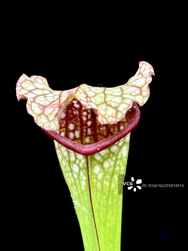 红色瓶子草（Sarracenia leucophylla）特写图片素材