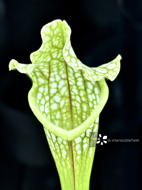 红色瓶子草（Sarracenia leucophylla）特写图片素材