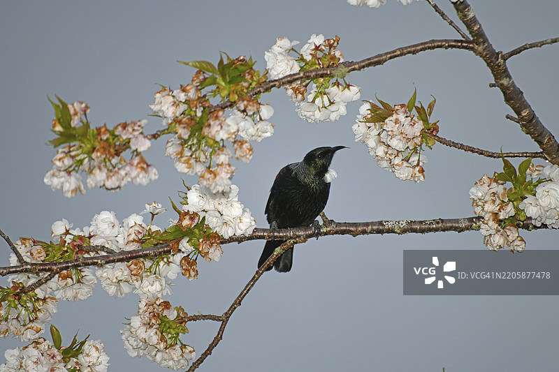 一只新西兰图伊鸟(Prosthemadera novaeseelandiae)在樱花树上寻找早餐图片素材