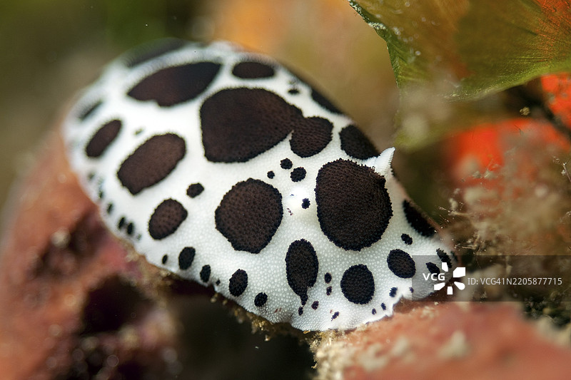 豹纹海兔(Peltodoris atromaculata)在海绵(Porifera)上爬行的特写镜头,地中海,马达莱纳群岛,撒丁岛,意大利,欧洲图片素材