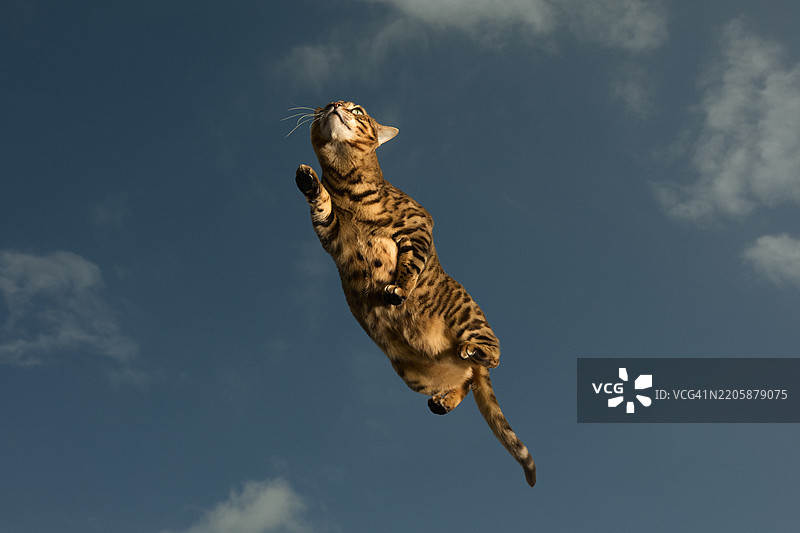 纯种孟加拉猫在天空下行走图片素材