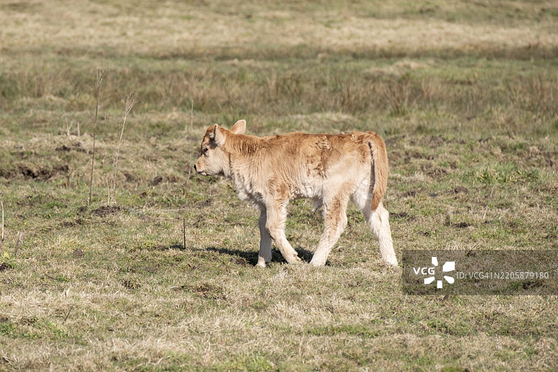 阳光明媚的日子里,浅棕色的小牛在田野中独自行走,德国北莱茵-威斯特法伦州多尔斯滕,欧洲图片素材