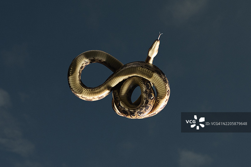 蜷缩的彩虹蟒蛇在玻璃表面上滑行，背景是天空图片素材