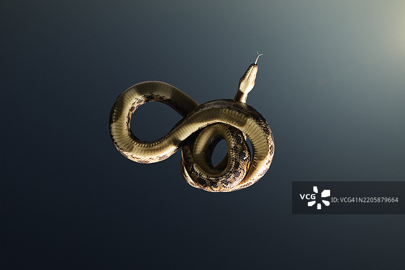 蜷缩的彩虹蟒蛇在玻璃表面滑行图片素材