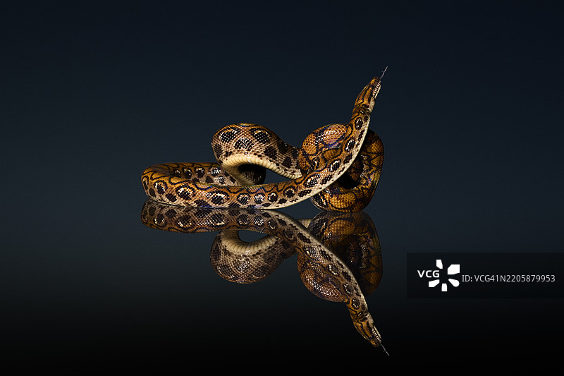 黑色背景下的埃皮克拉特斯·肯克里亚蛇图片素材