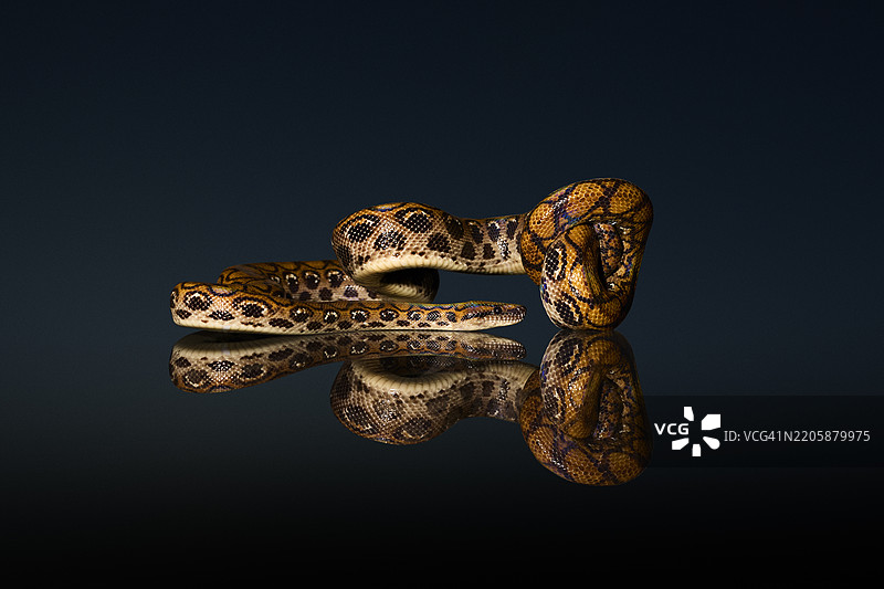 彩虹蟒在透明玻璃表面滑行图片素材