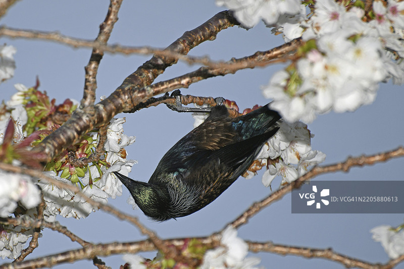 一只新西兰图伊鸟（Prosthemadera novaeseelandiae）在樱花树上寻找早餐图片素材
