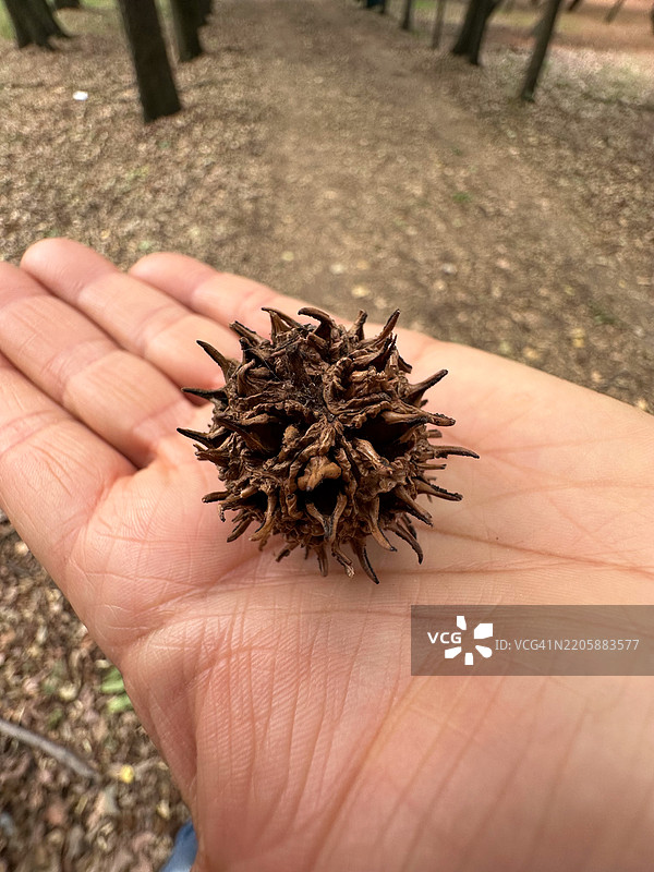 手握一颗甜胶树的种子球图片素材