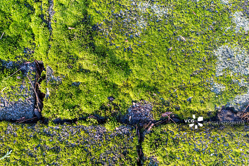 石墙上生长的苔藓特写图片素材